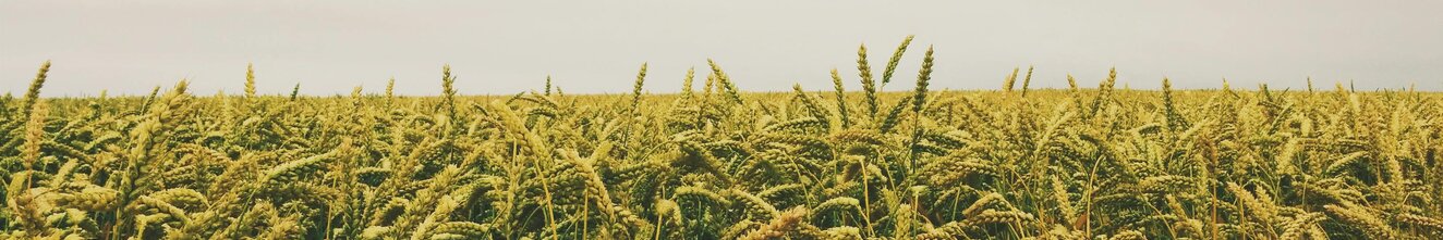 Promo banner - desktop